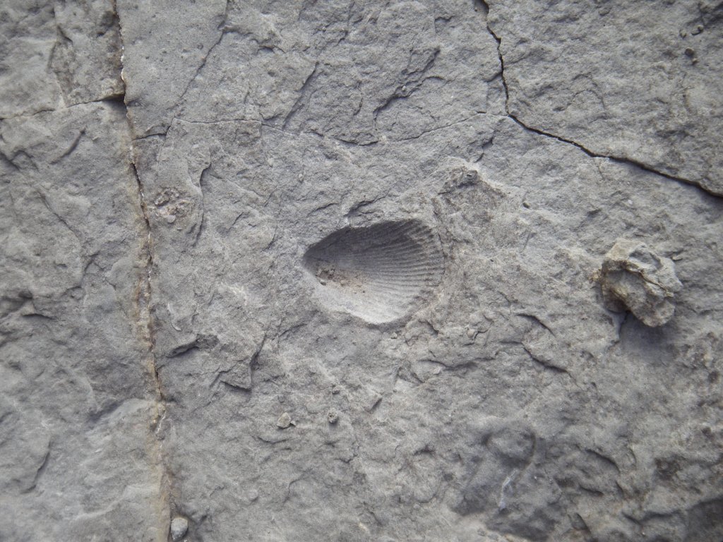 Detalle de fósil marino en margocalizas terciarias cerca de Belsué