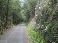 El camino transcurre en su mayor parte por zonas boscosas