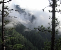 Pinos canarios (Pinus
canariensis) entre la niebla