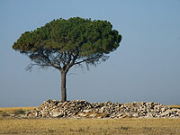 Ejemplar aislado de pino piñonero (Pinus pinea) visible desde el camino