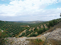 Mar de olivos
