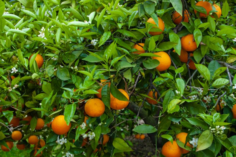 Cultivos de naranjos