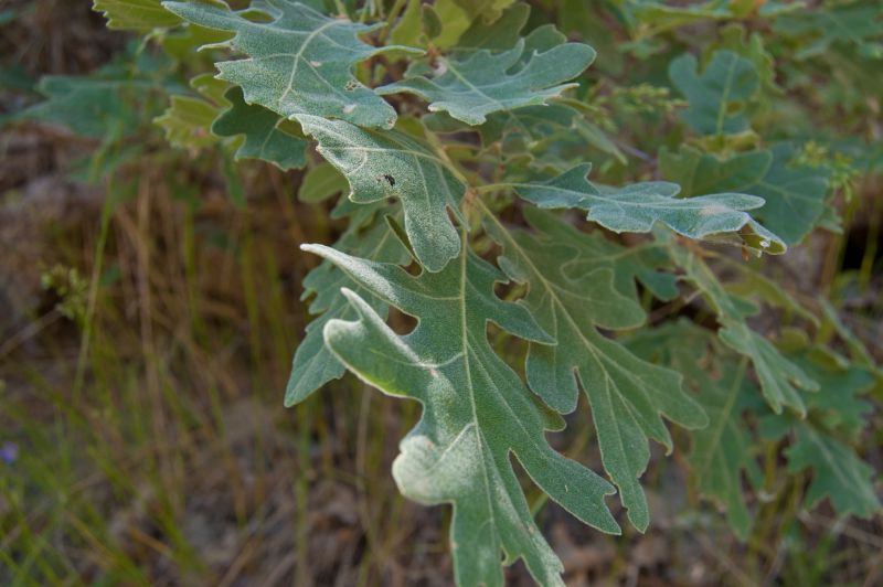Rebollo (Quercus pyrenaica)