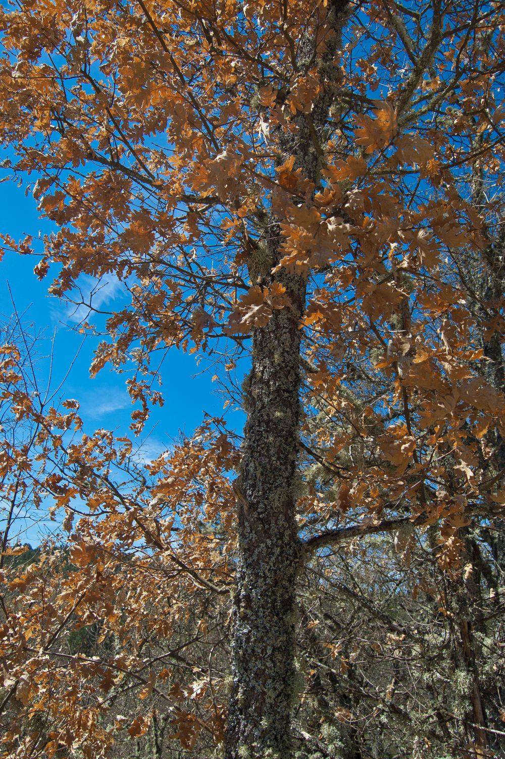 Melojo (Quercus pyrenaica)