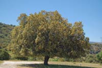 Encina (Quercus ilex) de gran porte