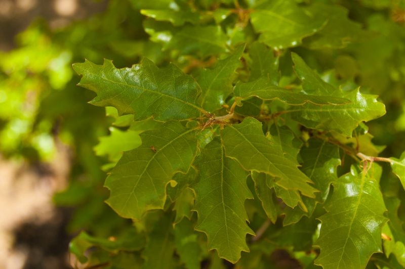 Quejigo (Quercus faginea)