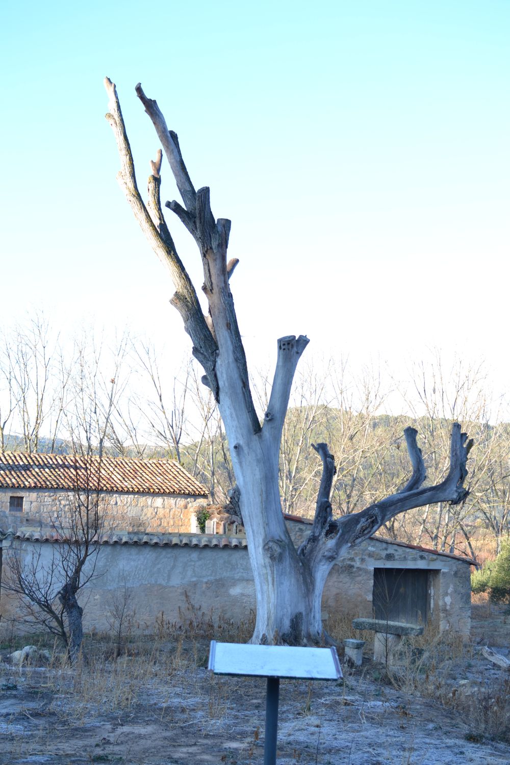 Olmo d'en Vidre (árbol singular)