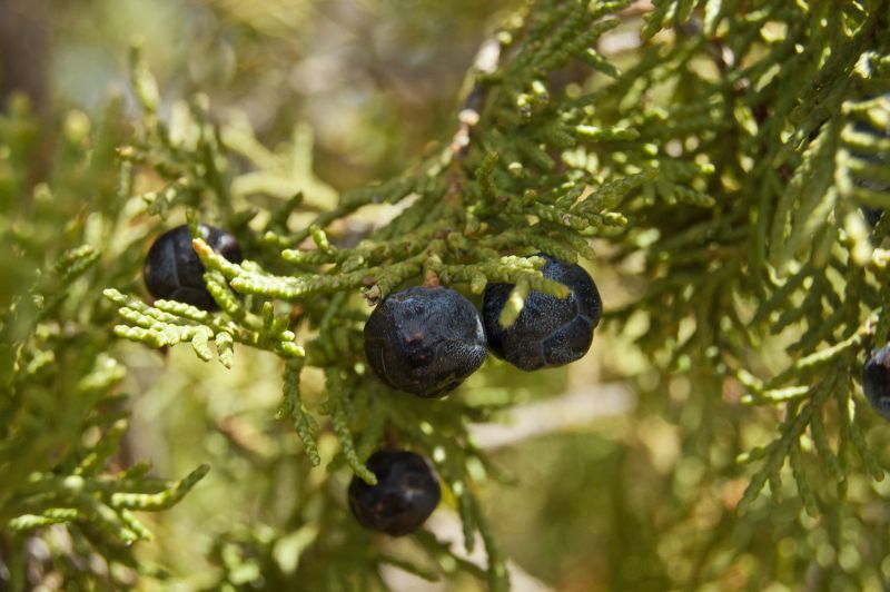 Sabina (Juniperus thurifera)