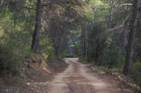 El camino atraviesa un pinar. Al fondo, el desvío al ramal de Horta de Sant Joan