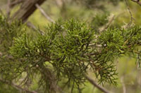 Detalle de sabina canaria (Juniperus phoenicea var. canariensis)