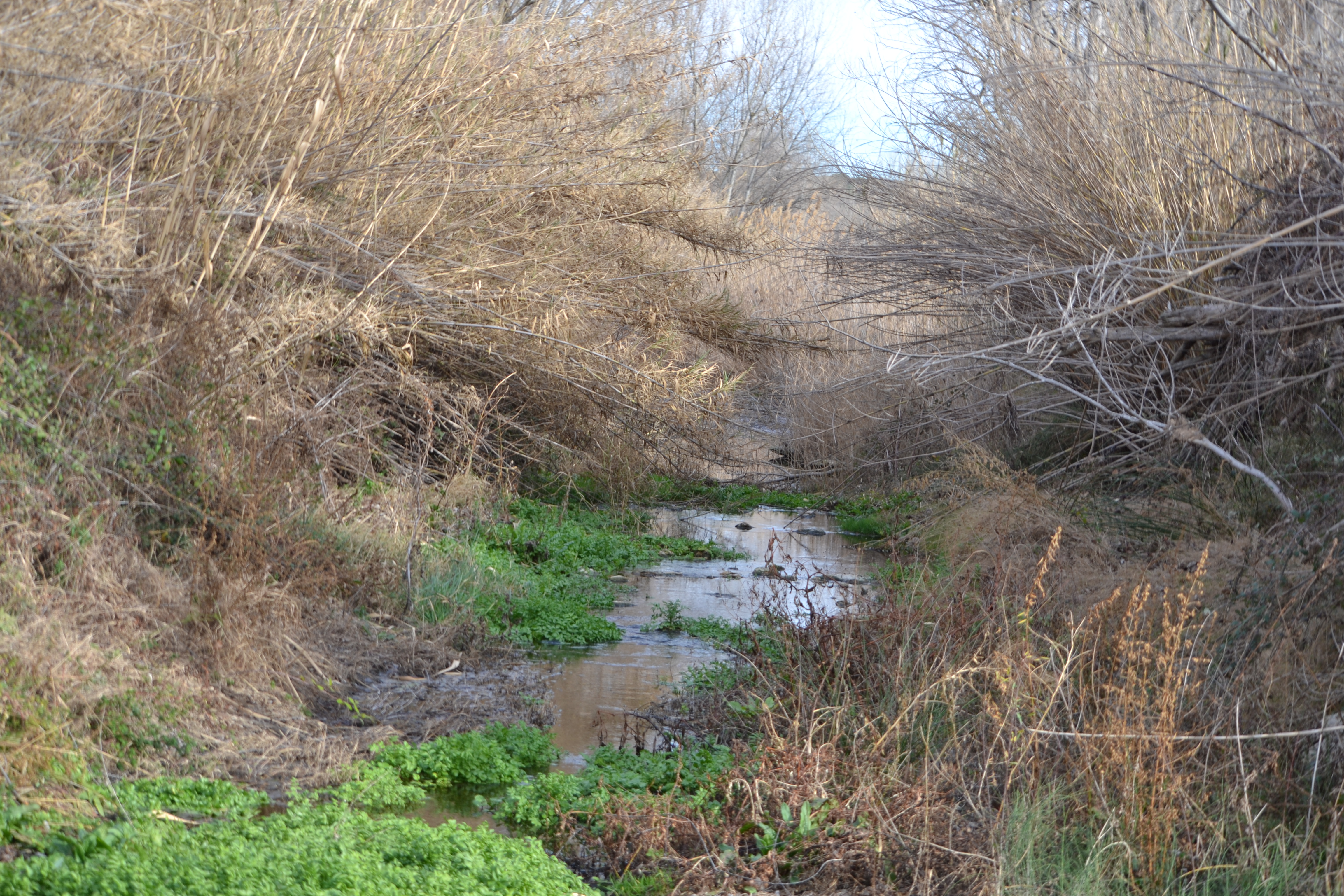 La vegetación es abundante en los lugares en que el río baja con suficiente agua