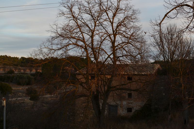 Tilo del Mas d'Arnau (árbol singular)