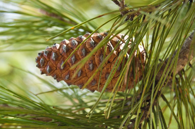 Pino carrasco (Pinus halepensis)