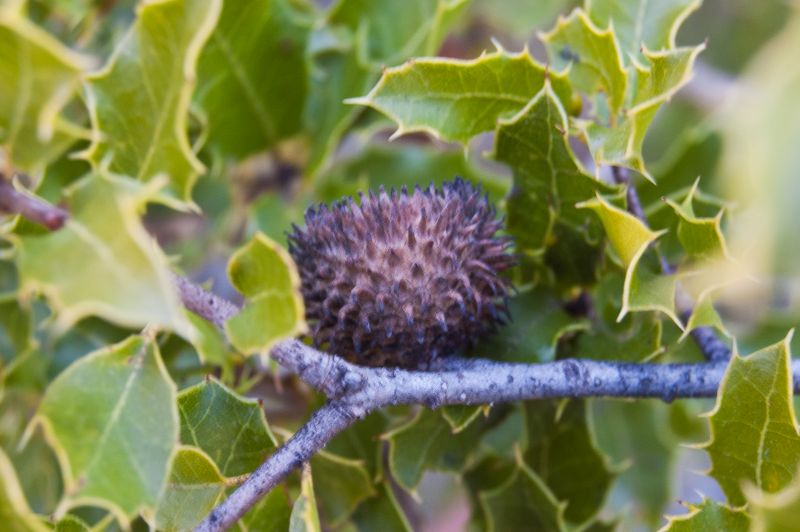 Coscoja (Quercus coccifera)
