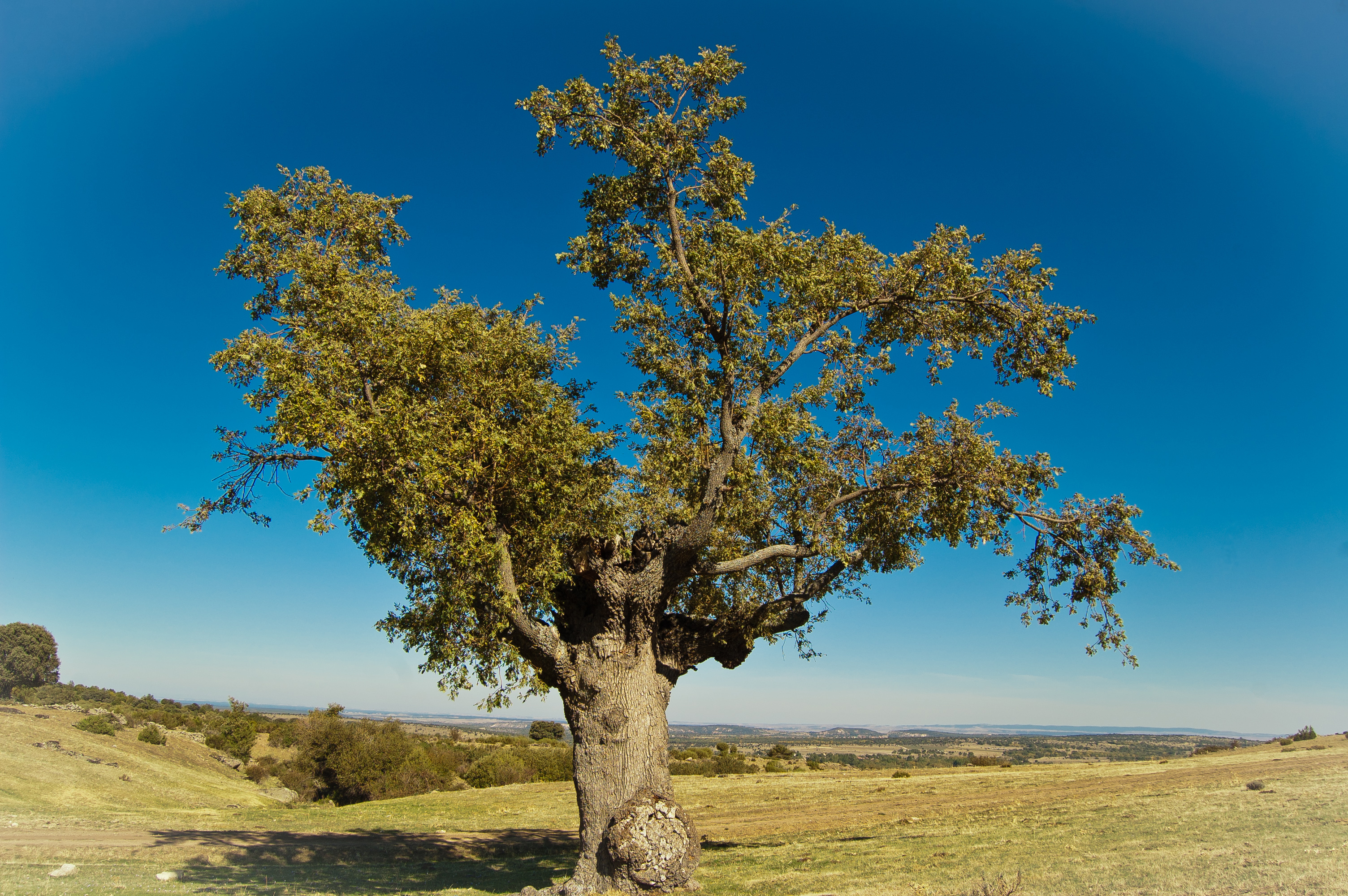 Melojo (Quercus pyrenaica) trasmochado