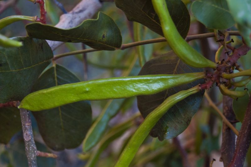 Algarrobo (Ceratonia siliqua)