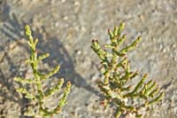 Detalle de alacranera (Salicornia ramosissima)