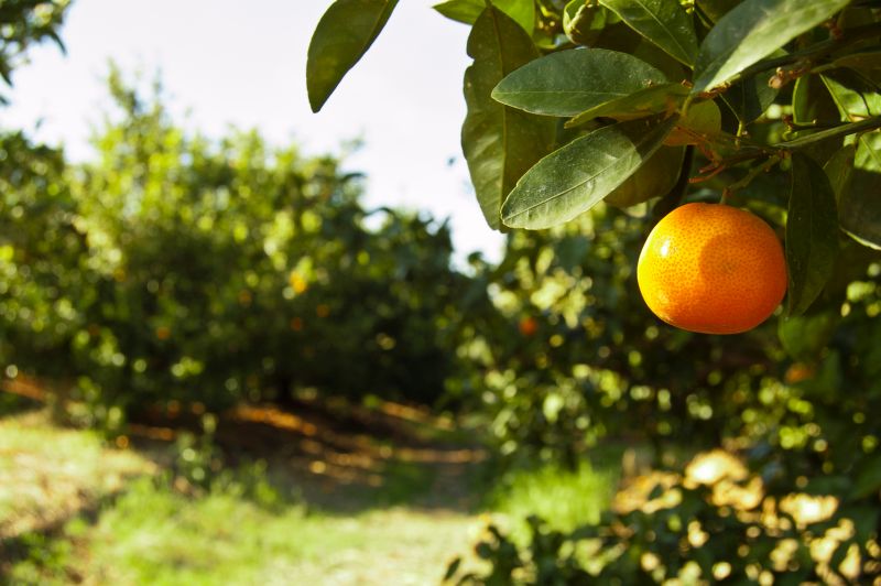 Cultivo de mandarinos