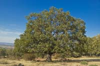 Melojo (Quercus pyrenaica) de gran porte