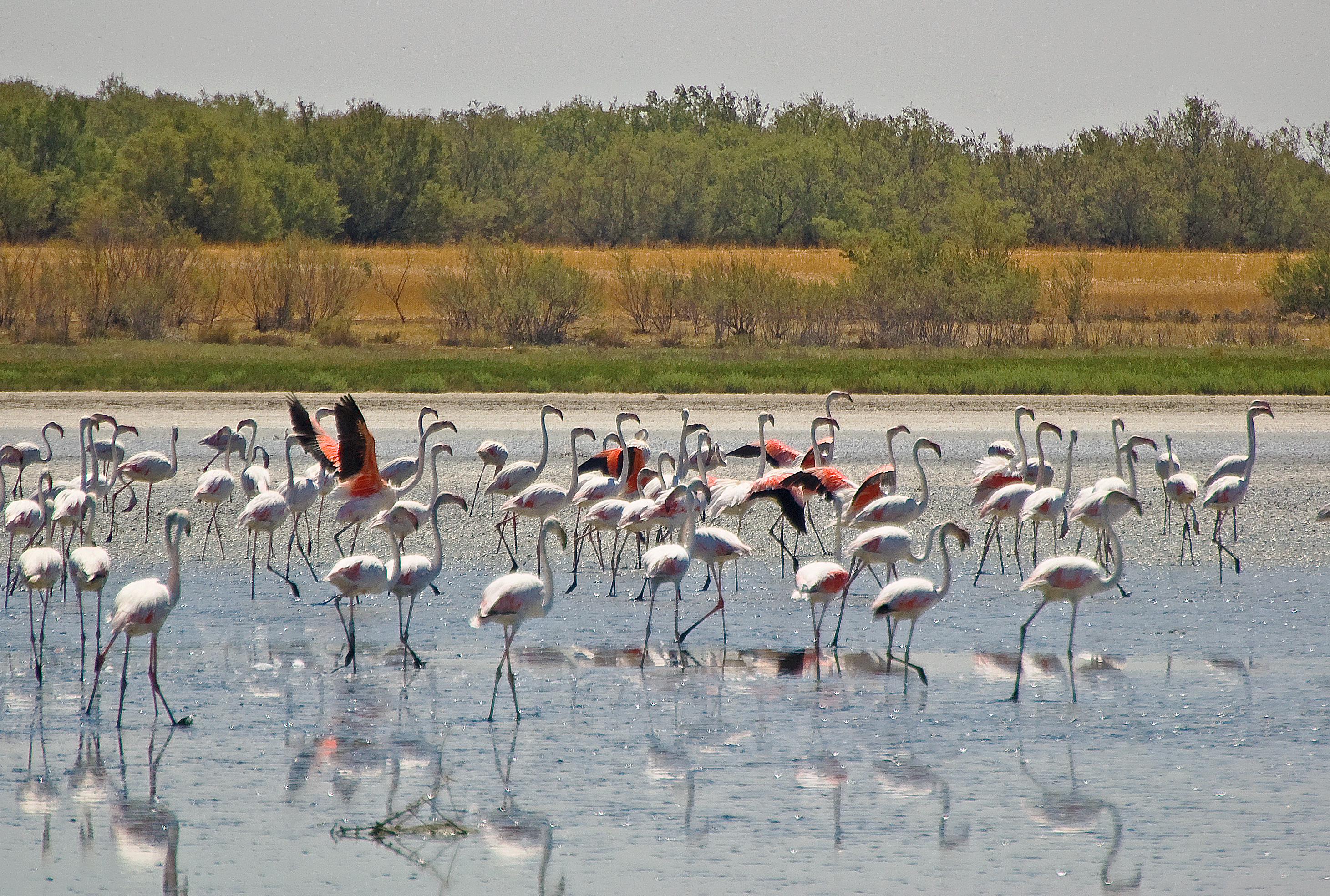 Flamencos (Phoenicopterus roseus) en Laguna Larga de Villacañas