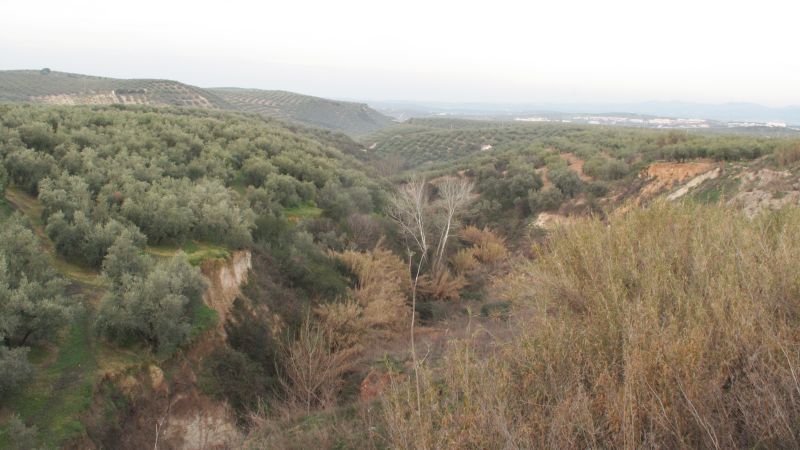 Arroyo de la Huerta de Oliva