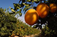 Cultivo de naranjos