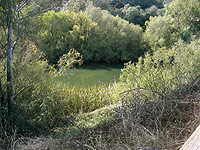 Vegetación de ribera en el río Ruecas