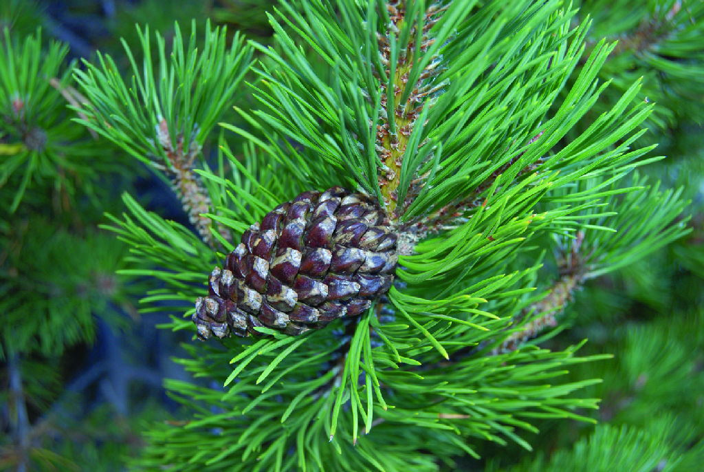 Piña de pino negro (Pinus uncinata)