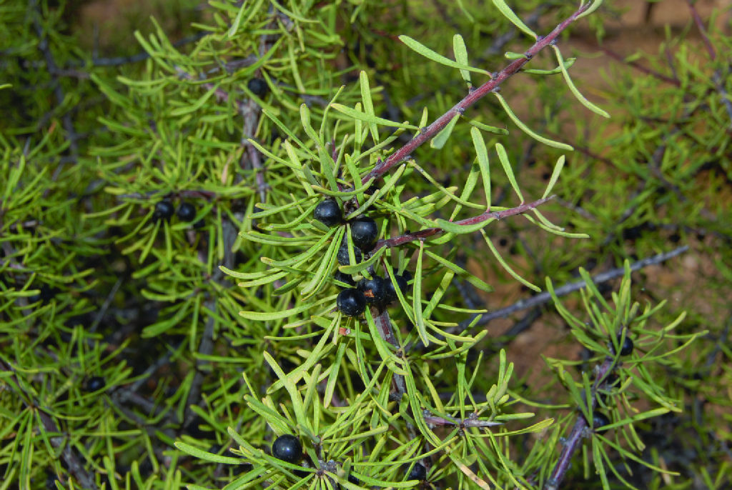 Detalle de los frutos del espino negro (Rhamnus lycioides velutinus)