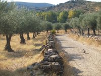 El Camino discurre entre muros de piedra y olivos