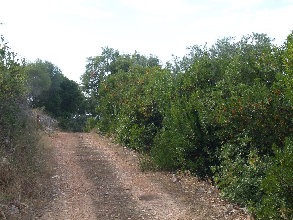 El Camino discurre rodeada de olivos y madroños