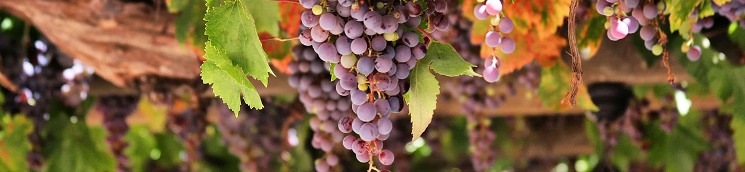 imagen emparrado con uvas tintas