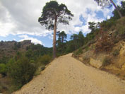 Rampa de subida con gran ejemplar de pino silvestre (Pinus sylvestris)
