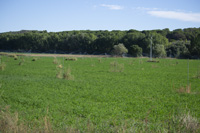 Hacia el final de la ruta los viñedos y cereales son sustituidos por campos de regadío.