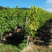 Imagen vídeo plantaciones de viñedo