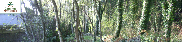 Camino Natural de las rutas ecológicas del río Catoira