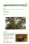 Camarosporium dalmaticum