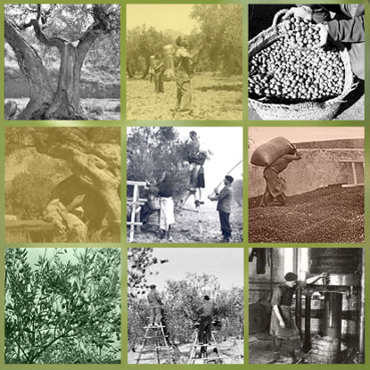 Mosaico fotos sobre el aciete de oliva