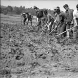 Labores de cultivo en patatas. A Coruña, 1963