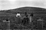 Controlando los resultados en un campo abonado de patatas. Lugo, 1961 