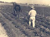 Labor contra las malas hierbas. 1948. Luis Carulla Canals