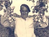 Matas con fruto un mes antes de la recolección. 1948. Luis Carulla Canals