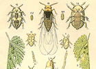 El sector estuvo al borde de la crisis y la ruina en el siglo XIX, cuando un insecto llamado Phylloxera y dos enfermedades, el oídio y el mildiu atacaron las vides europeas, destruyendo gran parte de ellas