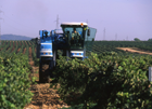 Actualmente los viñedos se plantan de forma tal que permiten el paso de máquinas cosechadoras, que aceleran el trabajo y ahorran mano de obra