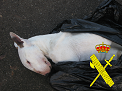 El Bull terrier sustraído, fue encontrado muerto por la Guardia Civil con evidentes signos de delgadez. El otro perro encontrado en la finca, un Pitbull, también presentaba signos de  extrema delgadez.