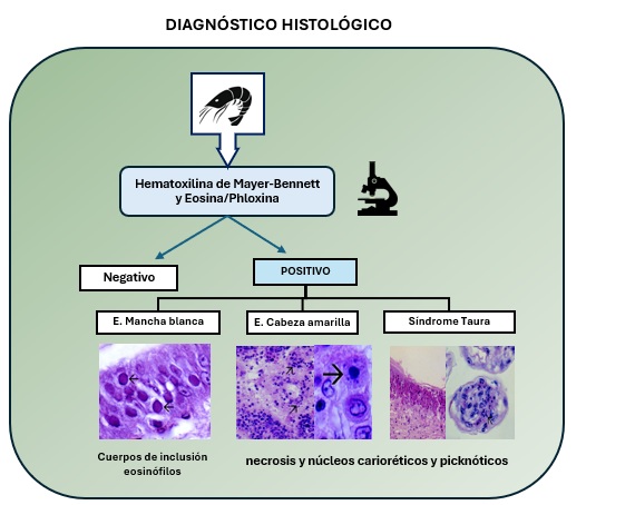 Esquema de realización del diagnóstico histológico