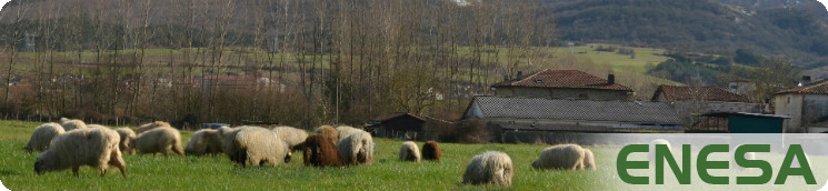Rebaño de ovejas en Navarra
