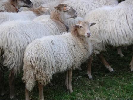 Rebaño de ejemplares de la raza ovina Sasi Ardi