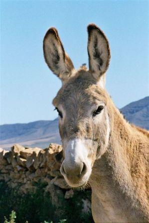 Autor: SOO. Grupo para la conservación y fomento del burro Majorero.; 
Año: 2003; 
Sexo: Hembra; 
Comentario: Detalle de cabeza de hembra de burro majorero.