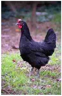 Sexo: Hembra;
Comentario: Variedad negra: el gallo y la gallina tiene el plumaje completamente negro con reflejos metálicos 